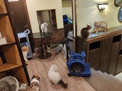 -more than meow吴止猫主题餐厅(承德 中船汇店)