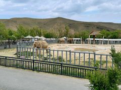 -新疆天山野生动物园