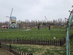 -荷兰花海