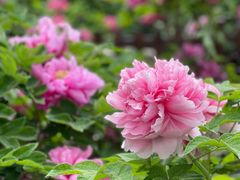 -莲花池公园