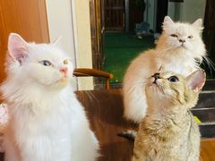 -楼上猫咖(罗湖店)