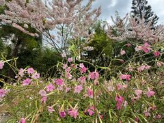 -深圳国际园林花卉博览园