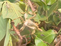 -上海大自然野生昆虫馆(东方明珠·爬宠昆虫探索中心)