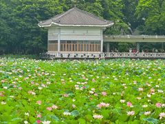 -荔湾湖公园