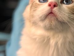 -唐小姐の私宠·宠物洗护美容·撸猫馆·购宠(周浦万达旗舰店)