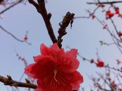 -南国桃园旅游度假区