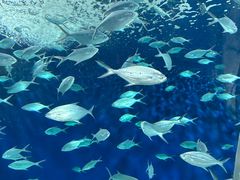 -上海海洋水族馆