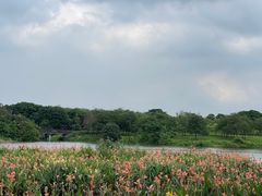 -海珠湖公园