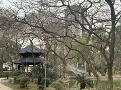 -金花茶公园