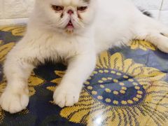 -平行世界·猫咖(首经贸店)