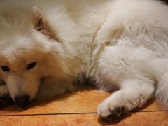 -more than meow吴止猫主题餐厅(承德 中船汇店)