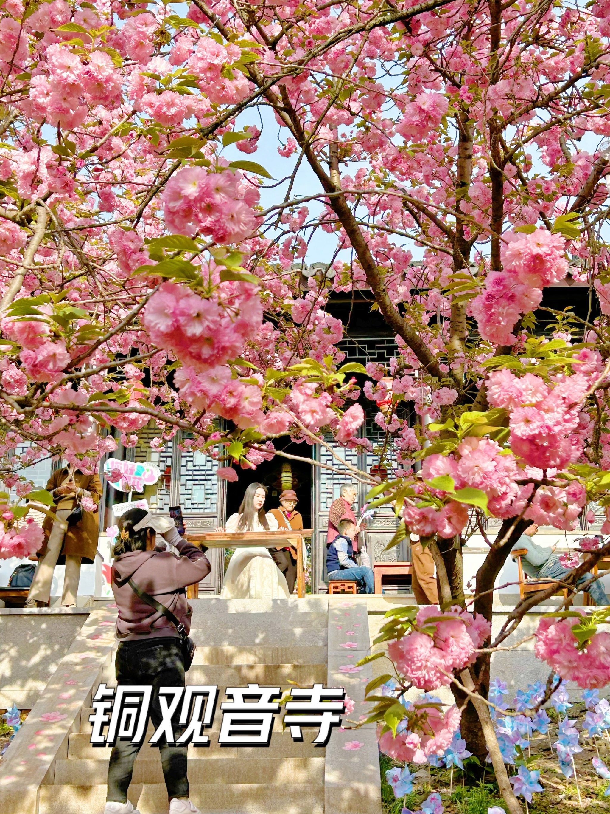 在铜观音寺樱花94树下,弹琴说爱[爱心]