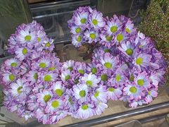 -ChaKo Flora ·茶子花艺 (市北店)