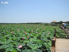 -大湾区中央湿地公园