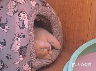 带着狗子去宠物店洗澡意外发现了一家超多可爱猫猫的地方