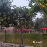 饭后闲逛,茶鱼乘凉