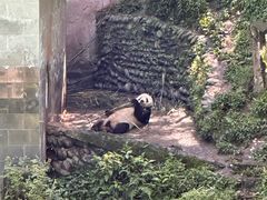 -中国大熊猫保护研究中心雅安碧峰峡基地