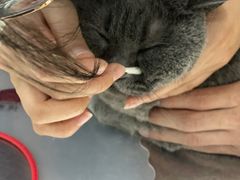 -瑞派·关忠动物医院·异宠专科·犬猫肿瘤·皮肤专科(望京店)