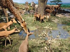 -国家自然博物馆