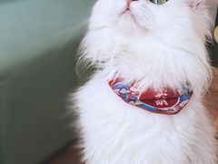 -猫在这儿猫咪咖啡馆·撸猫馆