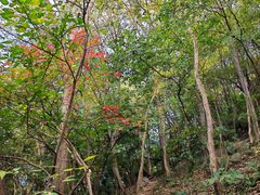 -紫金山山顶公园