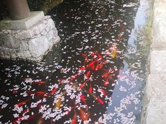 -大唐贡茶院