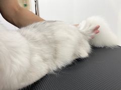 -comecome来吧宠物(奥克斯中心店)