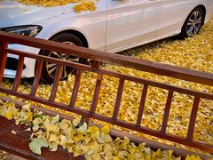 -三里屯东五街银杏大道