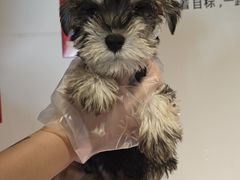 -翊宠yipet猫狗购宠庄园犬舍•猫舍