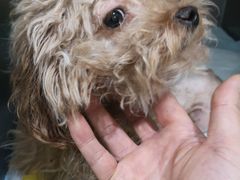 -瑞鹏宠物医院·爱宠堂·骨外专科(西荷分院)