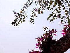 大澳-大澳
