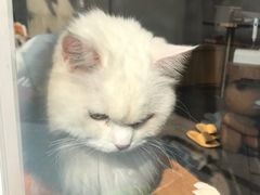 -飞行喵MR PILOT|猫舍·猫咖(静安大融城店)