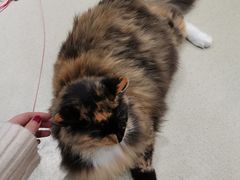 -藏猫猫咖啡主题馆(中央大道店)