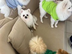 -怪兽屋·羊驼·猫咖·狗咖(俊华广场店)