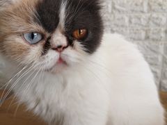 -平行世界·猫咖(首经贸店)