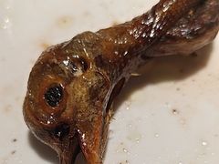 -东方早茶 海鲜•青岛菜(国信体育中心店)