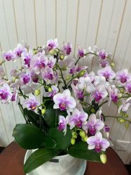 -南京医科大学友谊整形外科医院