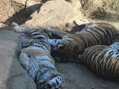 -大连森林动物园