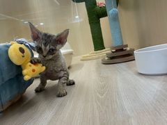 -momokira米努特·德文卷毛猫·棉花面纱犬