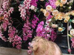 -正佳雨林生态植物园
