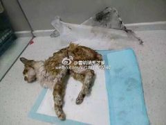 iphone_upload_pic-盛京一禾