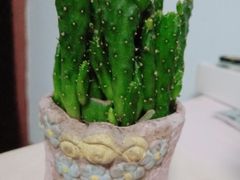 -曲阳花鸟市场(曲阳路店)