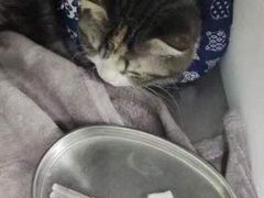 -中农大我爱我爱24h动物医院·中医针灸·猫专科·骨科医疗中心(双井店)