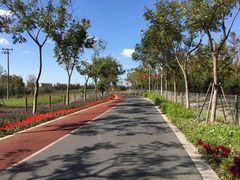 -上海长兴岛郊野公园