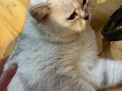 -Meowの猫咖(万家丽店)