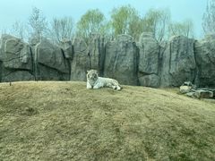 -北京野生动物园