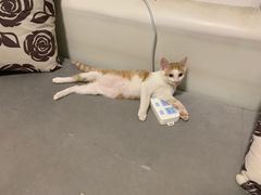 -萌兽医馆·宠物医院·猫骨科(创景店)