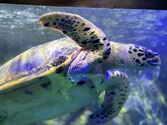 -太平洋海底世界