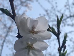 景点-武汉大学-樱园