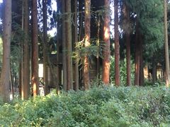 -武陵山森林公园